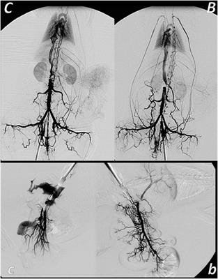 Stable Gastric Pentadecapeptide BPC 157 and Wound Healing